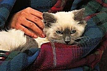  Может ли гладить кошачий мех снять стресс? 