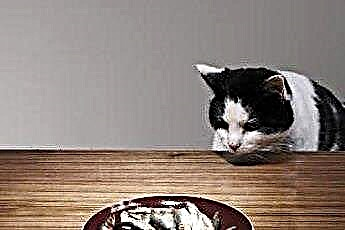  Kan tunfisk forårsake CRF hos katter? 