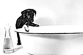  Чи можна використовувати звичайний собачий шампунь для цуценят? 