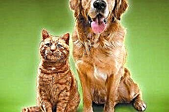  Чи можна лікувати глистів тими ж ліками у котів і собак? 