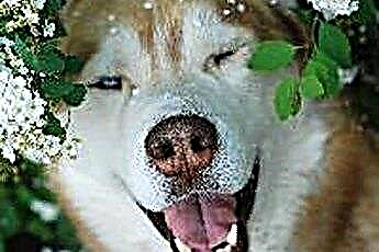  Canine Paw Care trong Husky 