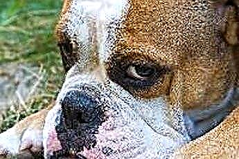  Bulldog Yüz Kıvrımlarına Nasıl Bakılır 