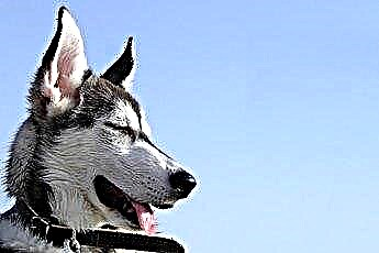  Come prendersi cura delle orecchie di un husky siberiano 