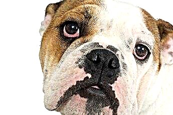  Hogyan törődjünk egy angol bulldog szemével 