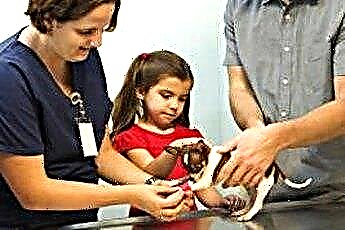  Hvordan man tager sig af geriatriske Chihuahuas 