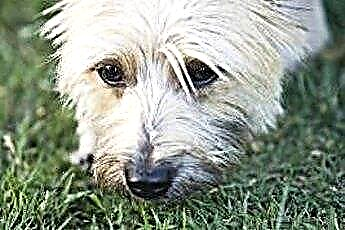  Omsorgen for en eldre Cairn Terrier 