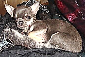  Cara Merawat Chihuahua yang Hamil 