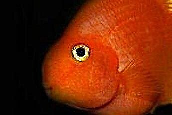  Pflege eines Blutpapageien-Buntbarschfisches 