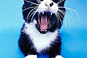  แมวที่มีกลิ่นปากและฟันหลุด 