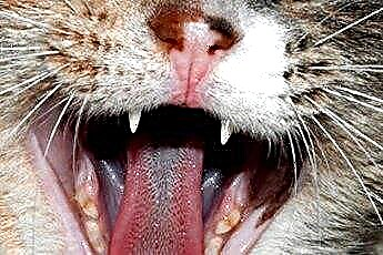  猫の虫歯 