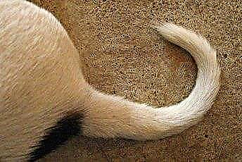  Hogyan lehet a macska és kutya vizeletszagát kihúzni a szőnyegből a háztartási alapanyagok felhasználásával 