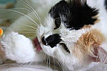  Mẹo chải lông cho mèo để có bộ lông mềm mại sáng bóng 
