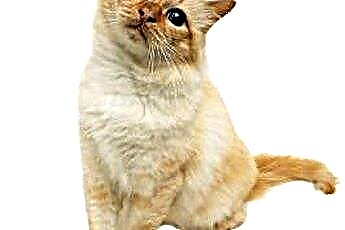  Hvorfor miaver en kat højt, når den ser dig? 