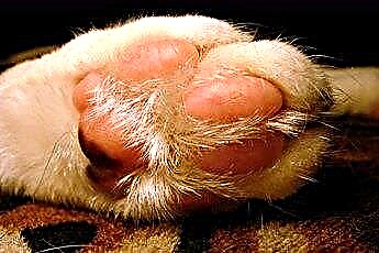  Infezioni dell'unghia del piede del gatto 