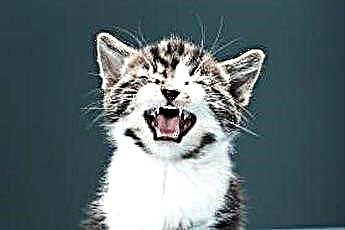  Ali mačke dobijo odrasle zobe? 