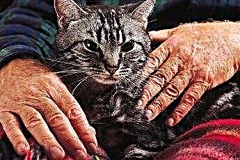  ¿Los gatos contraen Alzheimer? 