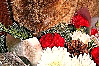  Katzen & Chrysantheme 