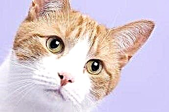  Katės akių spalvų tipai 