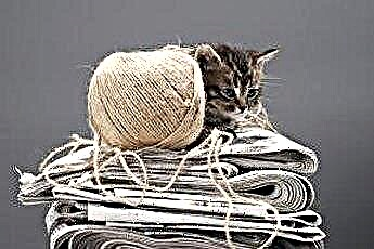  Dlaczego koty lubią leżeć w gazetach? 