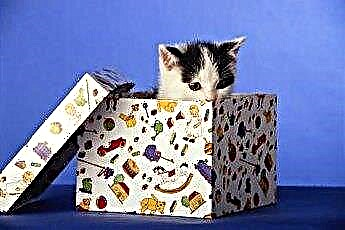  고양이는 왜 상자를 좋아합니까? 