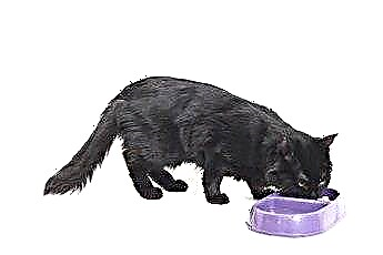  Котки с натрапчиви хранителни навици 