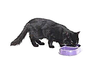  고양이는 다른 음식을 위해 스스로 굶어 죽을까요? 