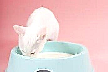 У кошек болит живот от употребления молока? 
