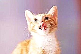  Har kattens tungor ett antiseptiskt medel? 