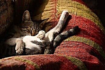  Schalten Katzen Geräusche im Schlaf aus? 