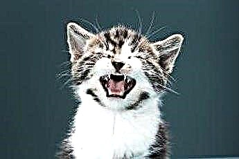  ما الذي يجعل قطة تصرخ بدون سبب؟ 