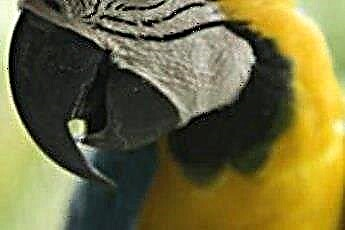  Millised on papagoide kõhulahtisuse põhjused? 