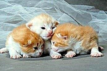  ¿Qué causa que los ojos de los gatitos recién nacidos tengan costras? 