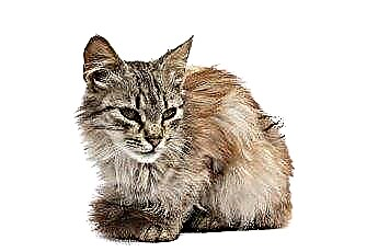  무광택 고양이 털의 원인은 무엇입니까? 