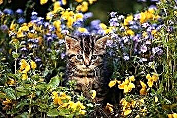  Ali kajenska paprika mačke mara zunaj vrta? 