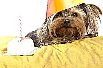  Cách tổ chức sinh nhật cho chó con 