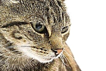  क्या कुछ बिल्ली का खाना बिल्ली के मल को गंध से खराब कर देता है? 