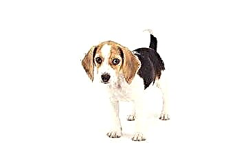 Kapan Mengganti Anjing Beagle menjadi Makanan Anjing Dewasa 