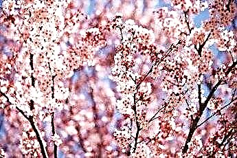  Apakah Bunga Sakura Beracun bagi Kucing? 