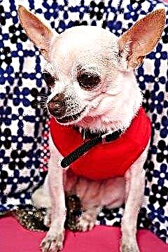  Varför är Chihuahuas så hyper? 
