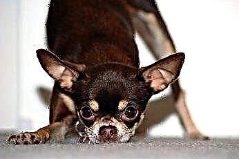  Hvordan få Chihuahua til å slutte å bjeffe 