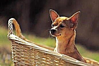 Chihuahua's kauwgedrag 