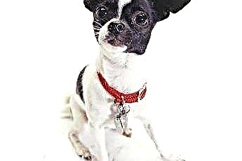  Tại sao Chihuahua Growl & Bite? 