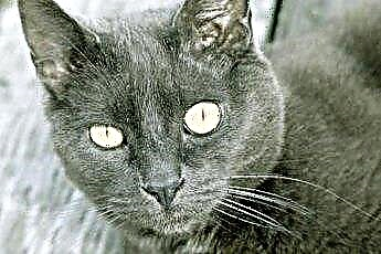  Nhiễm Chlamydia mắt ở mèo 