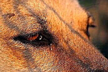  Kako očistiti izcedek iz očesa psa z domačimi zdravili 
