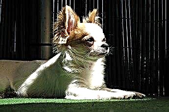  Cara Membersihkan Noda Koyak Chihuahua 