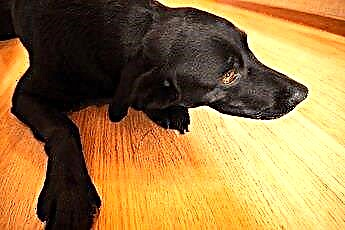  堅木張りの床から犬のおしっこをきれいにする方法 