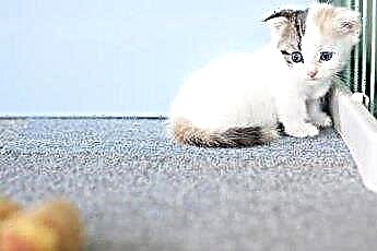  Cara Membersihkan Noda Robek Bulu Kucing 