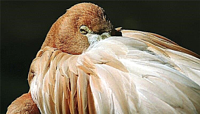  ¿Las cacatúas duermen normalmente con las plumas esponjosas? 