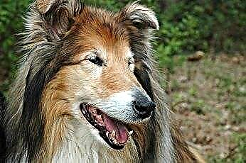 Collie Nose in Dogs 