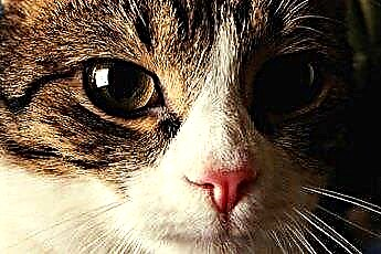  Kokios spalvos yra dauguma kačių nosies? 